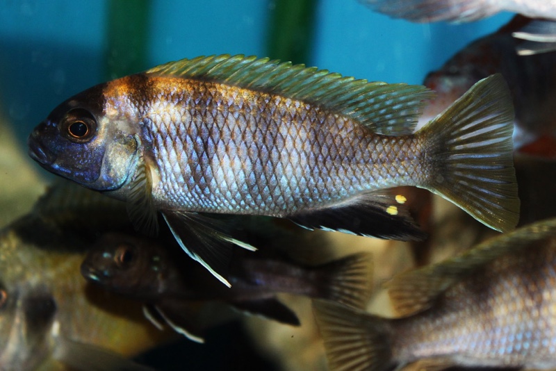 Pseudotropheus livingstonii 'Liuli'